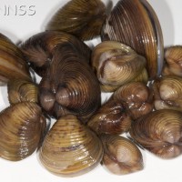Asian Clam